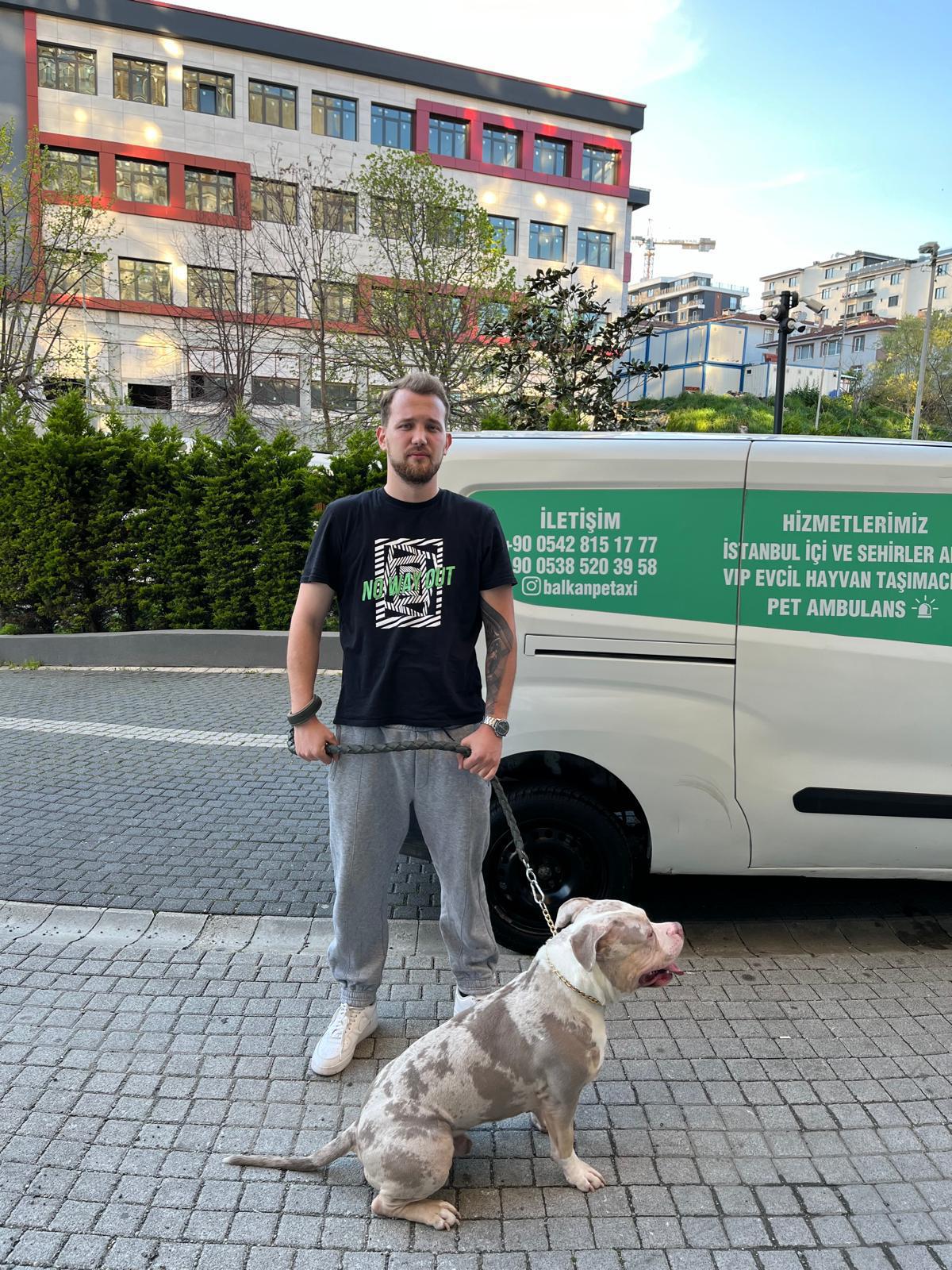 İstanbul şehir içi transfer araçlarıyla evcil dostlar için taşıma
