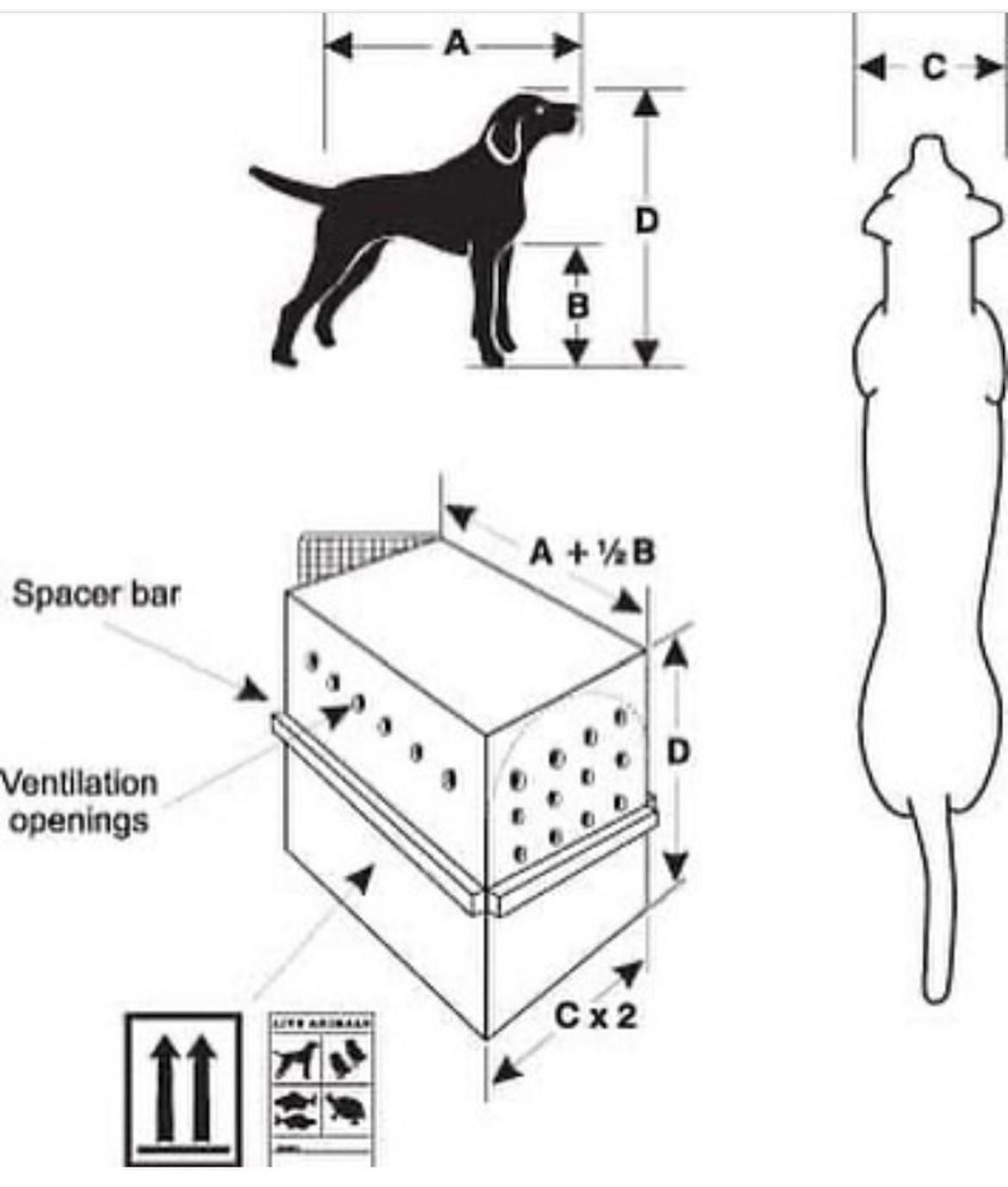 İstanbul Avcılar Pet Transfer ile konforlu ve güvenilir taşımacılık
